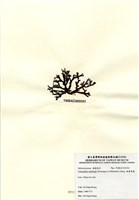 藏品(硬盾果藻)的圖片